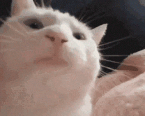 Animated GIF 6